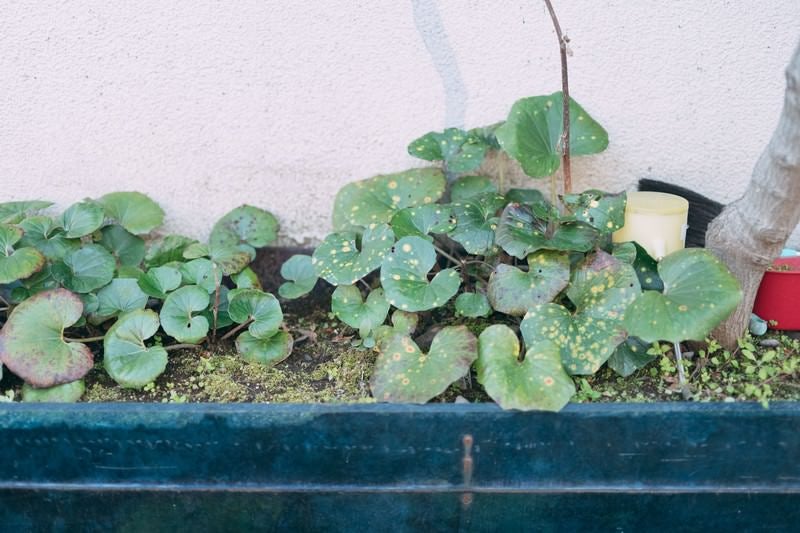 花壇に育つ葉っぱの写真