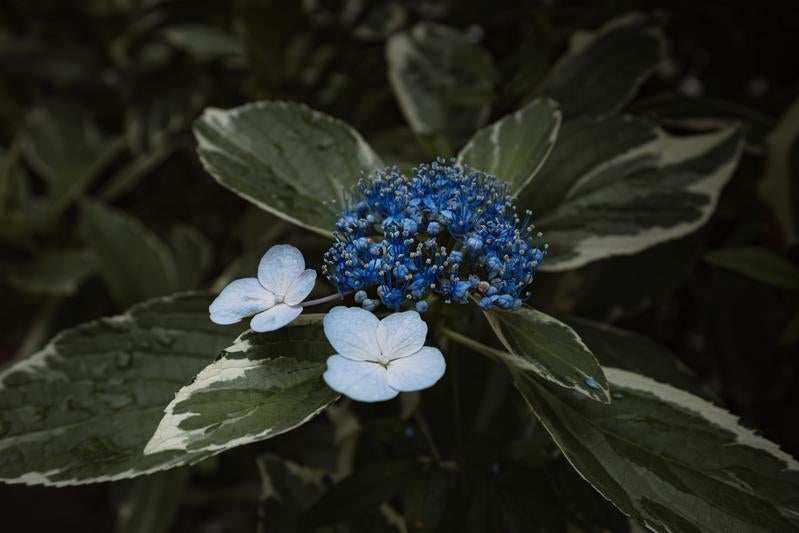 青色を引き出す紫陽花の写真の写真