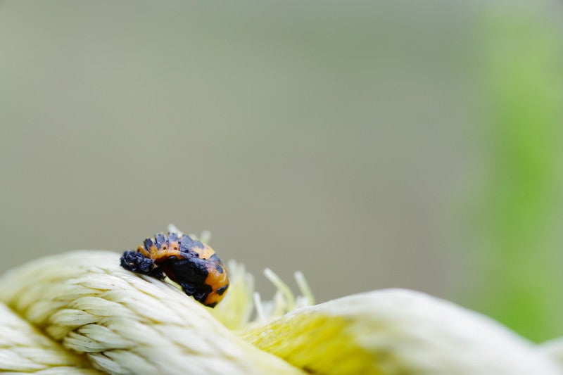 よじ登る黒斑点のてんとう虫（マクロ撮影）の写真