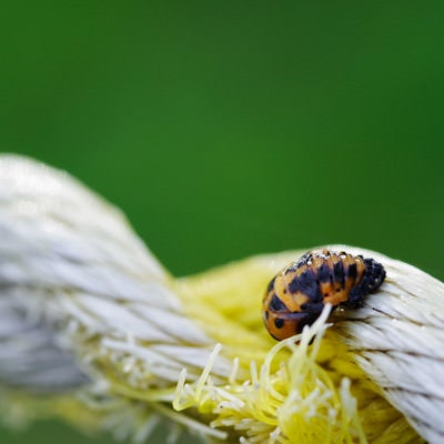 ロープをわたる黒い斑点のてんとう虫の写真