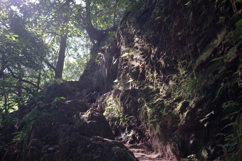 光溢れる白谷沢登山道の写真