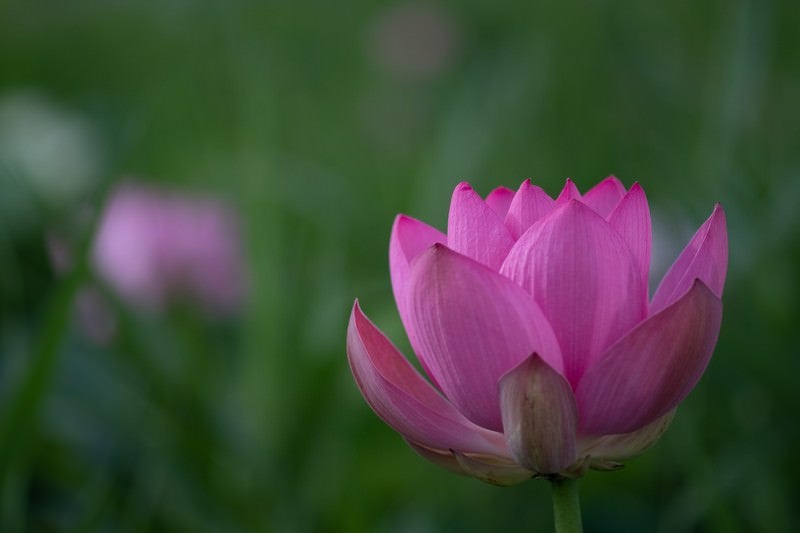 開花する蓮（埼玉県川越市伊佐沼）の写真