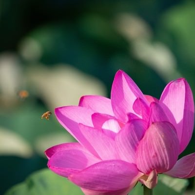 蓮の花に集まる小さなミツバチの写真