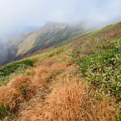 枯れ行く草木と笹が織り成す秋の谷川岳の写真