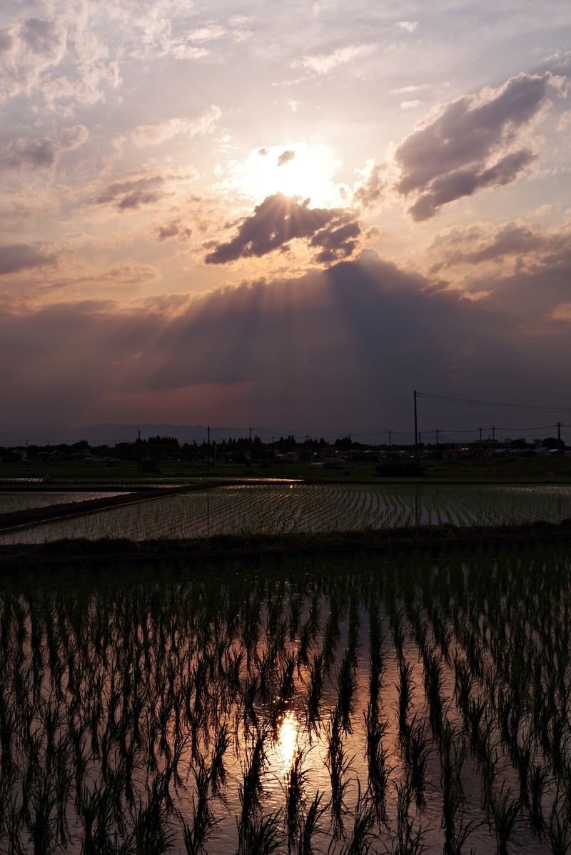 夕焼けと反射する水田の写真