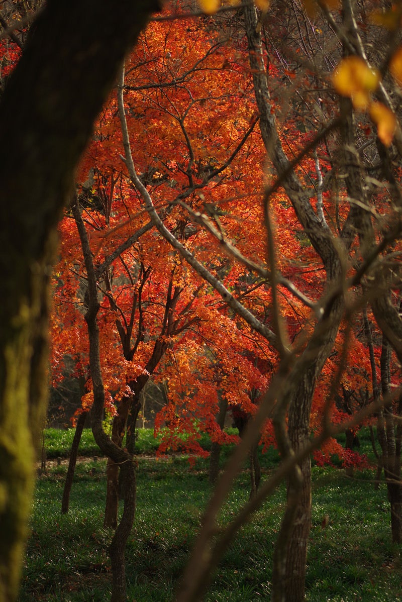 紅葉期の巾着田の写真