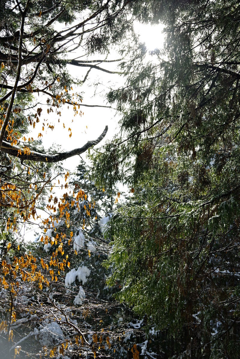 雪解けの雫と雪煙の写真