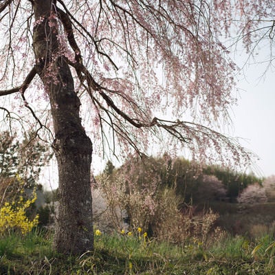 朝日に照らされた山里の枝垂れ桜の写真