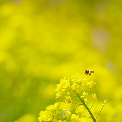 菜の花にとまる蜜蜂の写真