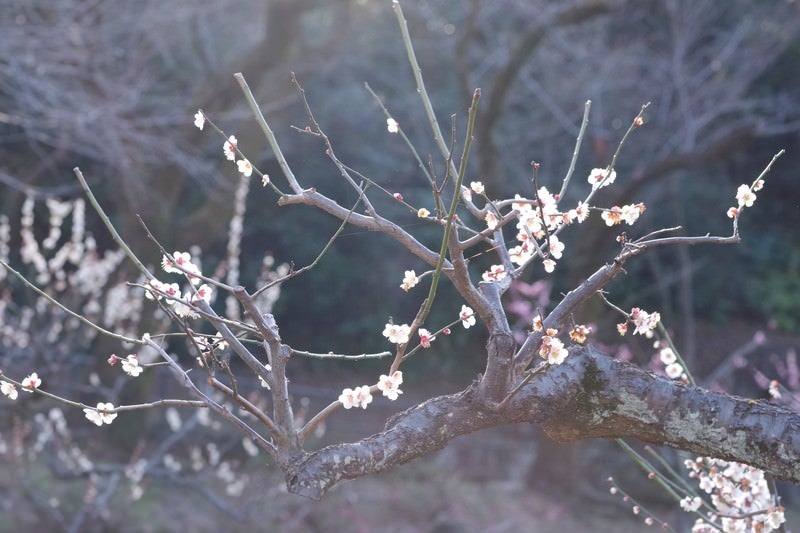 光が差し込む梅の写真