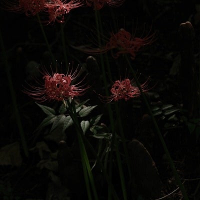 日陰に咲く彼岸花の花の写真