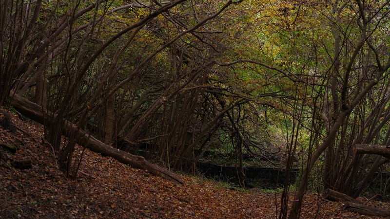 木々に覆われた山道の写真