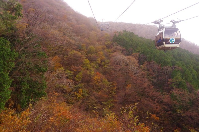 紅葉した斜面とロープウェイの写真