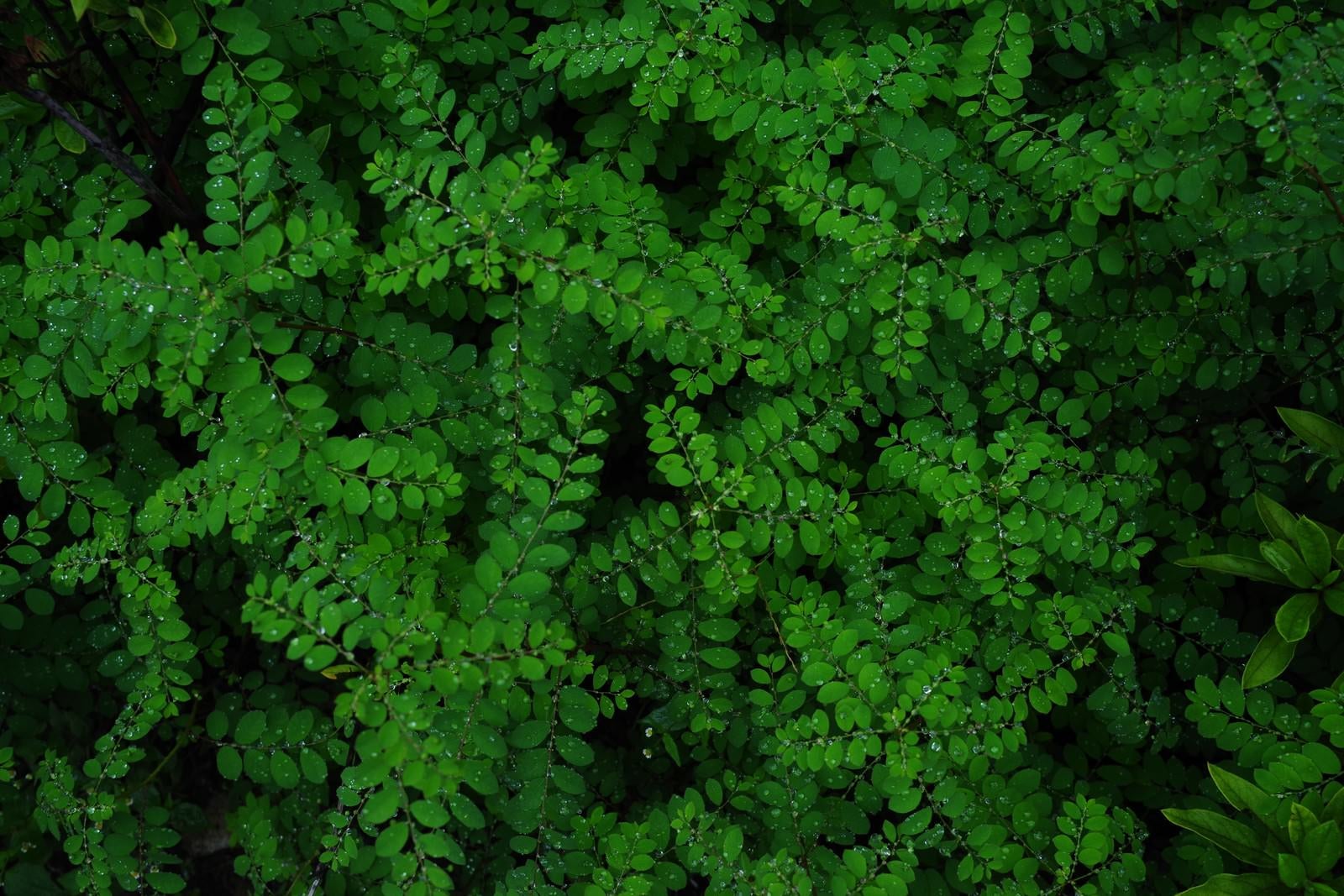 「水滴と植物」の写真