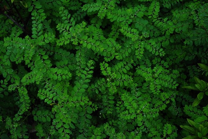 水滴と植物の写真