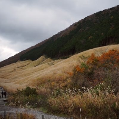 秋の仙石原すすき草原の様子の写真