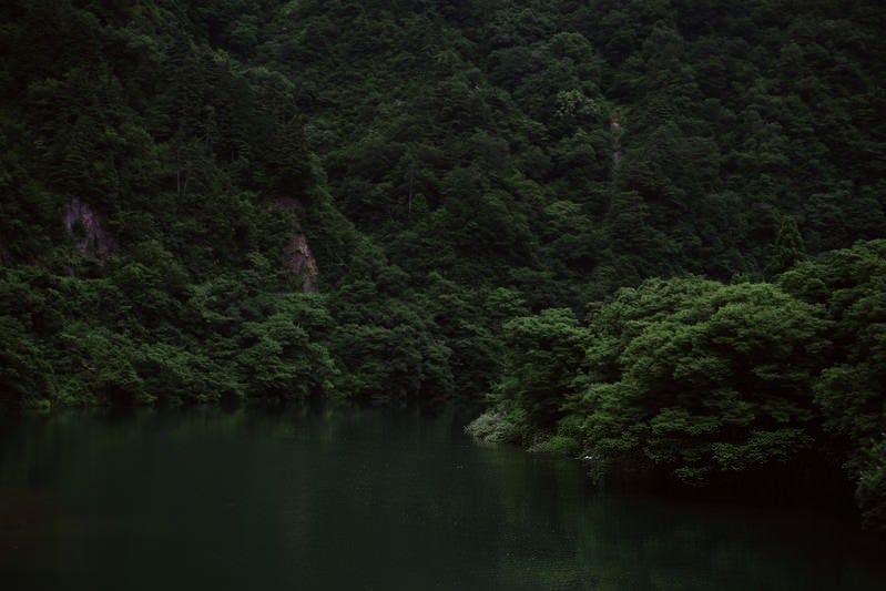 木々生い茂る川岸（富山県南砺市）の写真