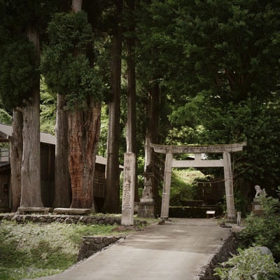 鳥居に伸びる参道（富山県南砺市）の写真