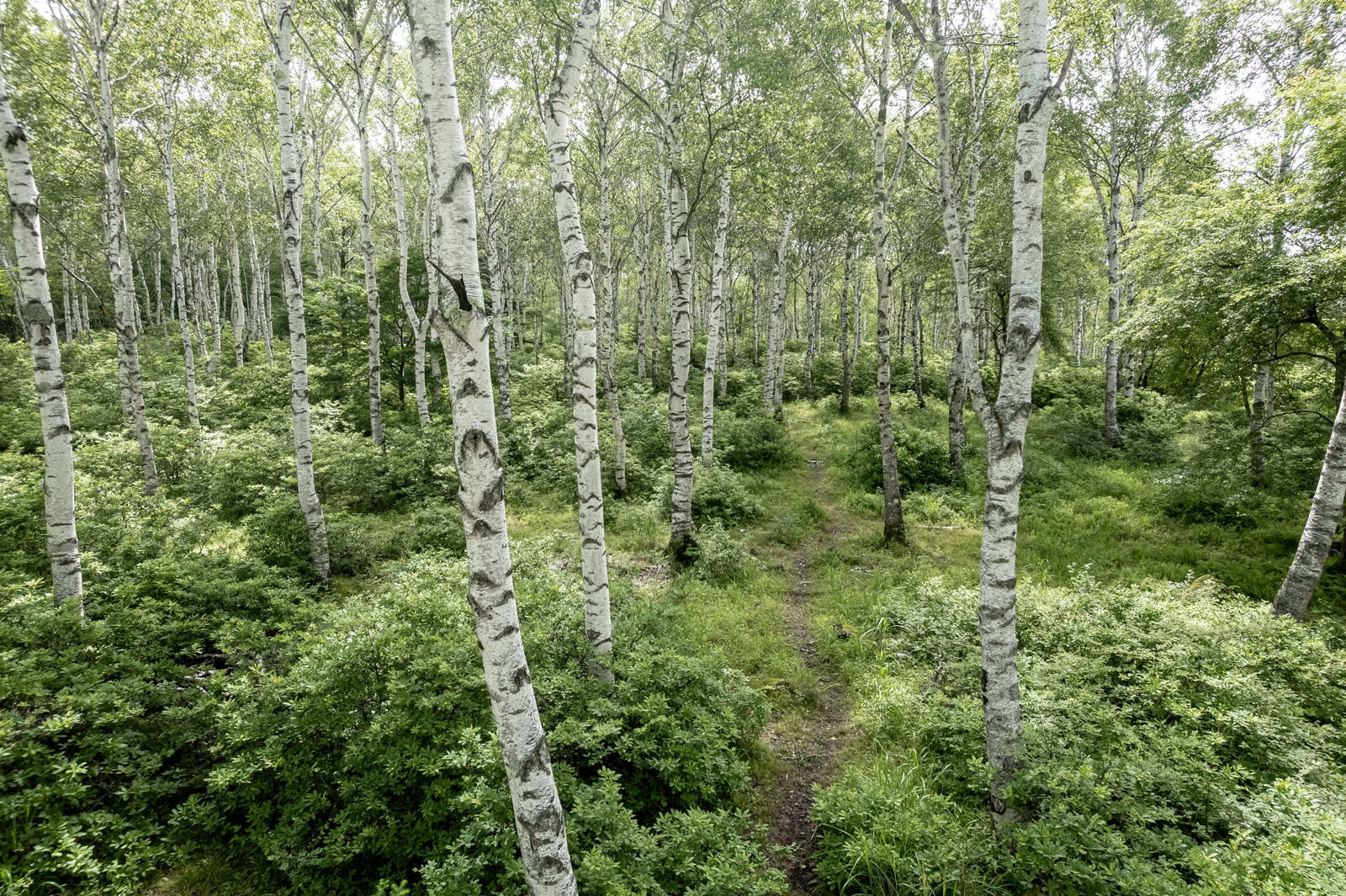 「白樺の木々を抜ける道」の写真