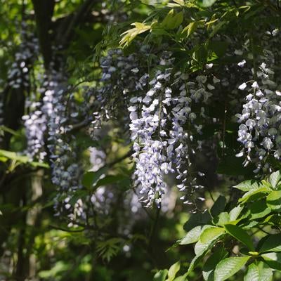 新緑に映える荒島岳に咲く藤の花の写真