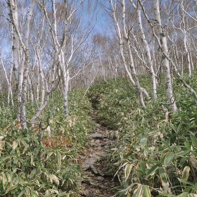 白樺と笹が迎える静寂の登山道の写真