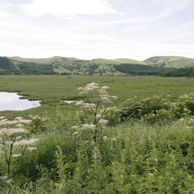 シシウドの花が咲く八島湿原の写真