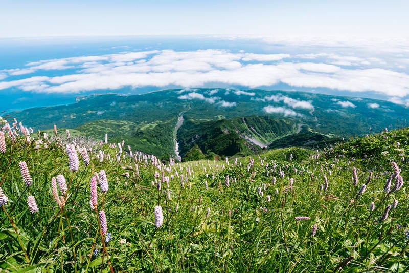 イブキノトラオが咲き乱れる利尻山南斜面の写真