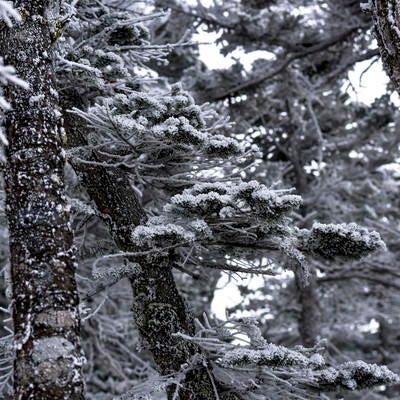 凍てつく蓼科山の森の写真