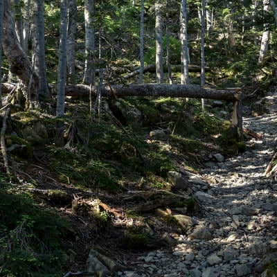 シラビソなどに覆われた仙丈ケ岳中腹の登山道の写真