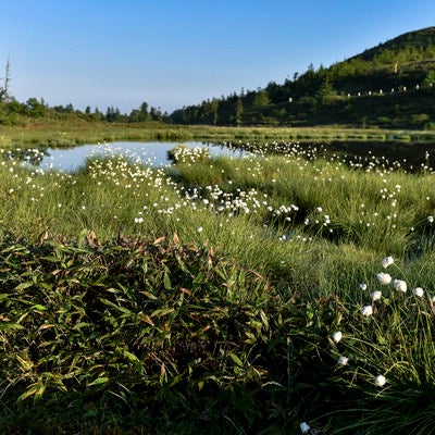 弓池に咲くワタスゲの群生（草津白根山）の写真