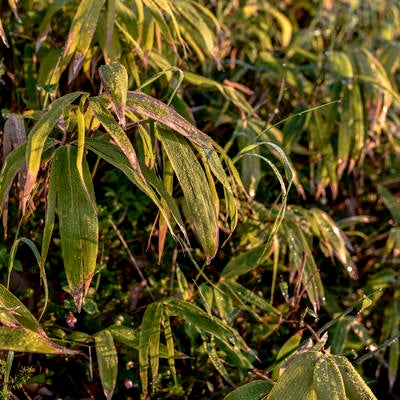 朝露に濡れる熊笹（草津白根山）の写真