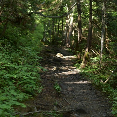 木漏れ日の草津白根山登山道の写真