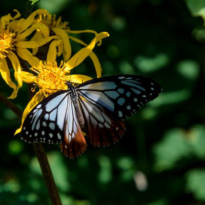 マルバダケブキの蜜を吸うアサギマダラ（火打山）の写真