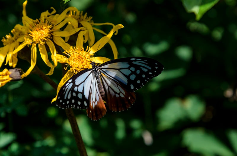 マルバダケブキの蜜を吸うアサギマダラ（火打山）の写真