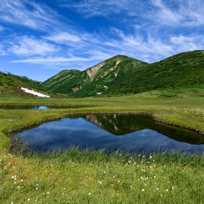 天狗の庭のワタスゲと池塘と火打山（ひうちやま）の写真