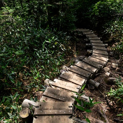 曲がりくねった木道（火打山）の写真