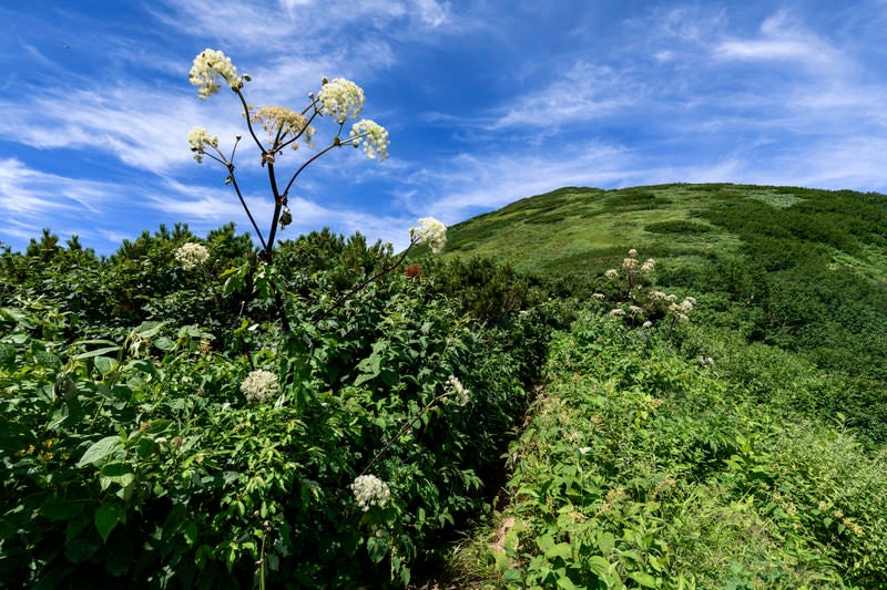 火打山山頂方面に咲くシシウドの写真