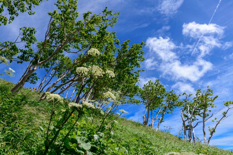 登山道に咲くシシウド（火打山）の写真