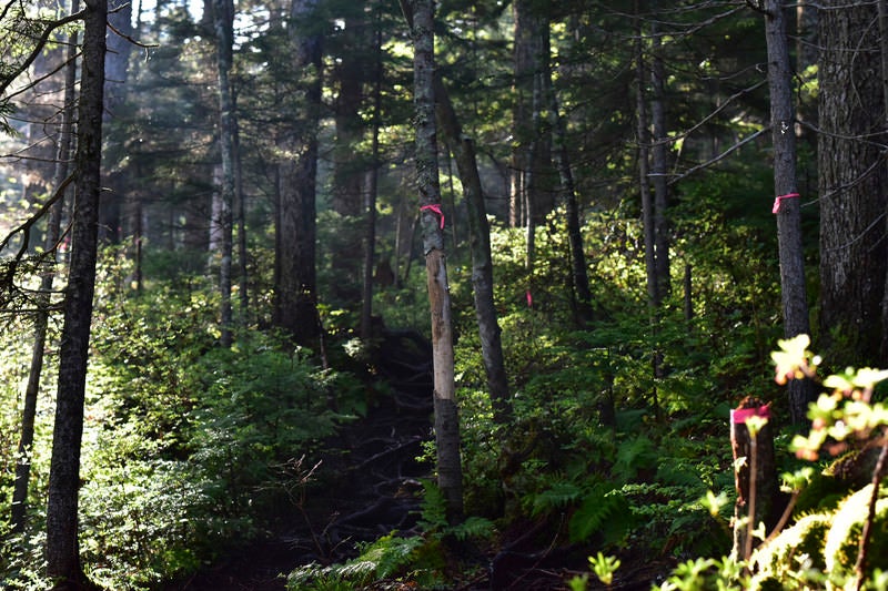 朝の光が差し込む雌阿寒岳の登山道の写真