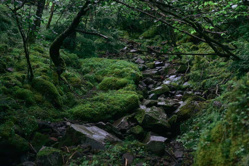 赤岳へと向かう八ヶ岳の森の写真