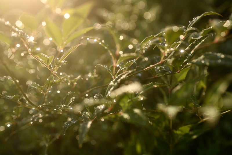 優しい光と水滴を纏う植物の写真