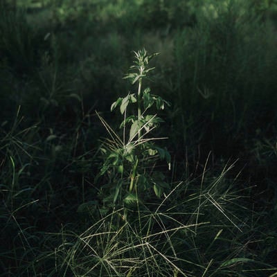 影の中に浮かび上がる植物図鑑のような草の写真