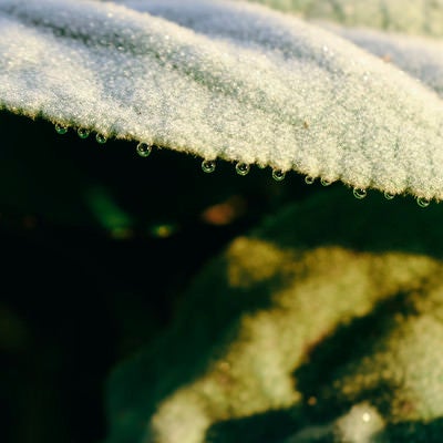 雪解けの葉と整列する水滴の写真