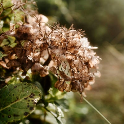 枯れて朽ちてゆくアジサイの花の写真