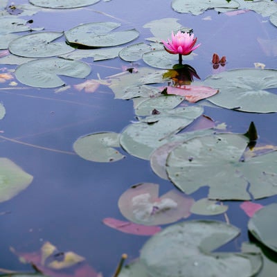 湖面でかわいらしいピンクの花を咲かす蓮の写真