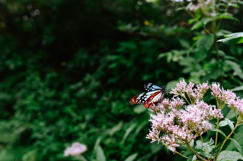 ▲花の蜜を吸うアサギマダラの写真