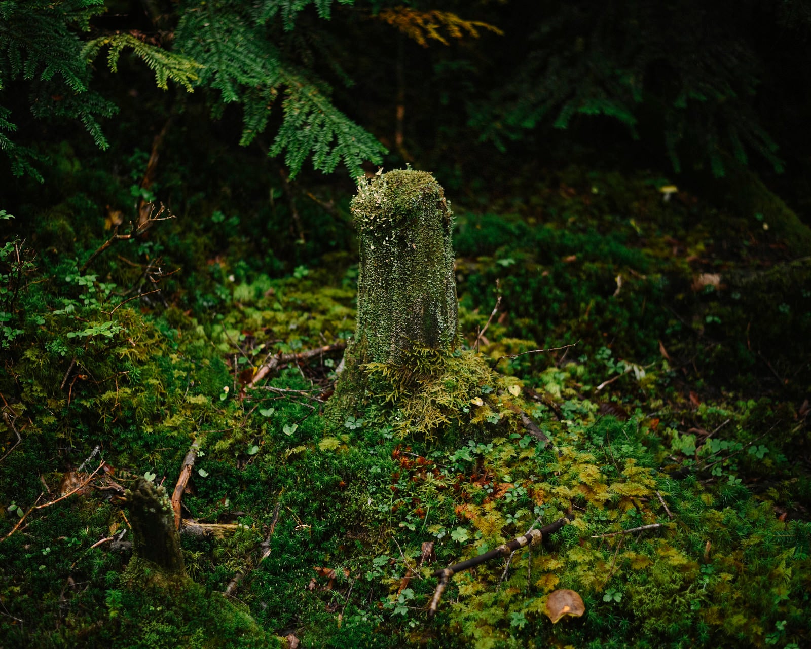 「苔に包まれくちゆくような切り株」の写真