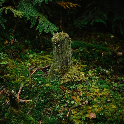 苔に包まれくちゆくような切り株の写真