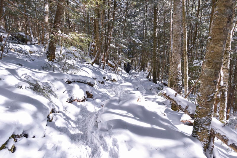 雪のシラビソ林を進む登山者（金峰山）の写真