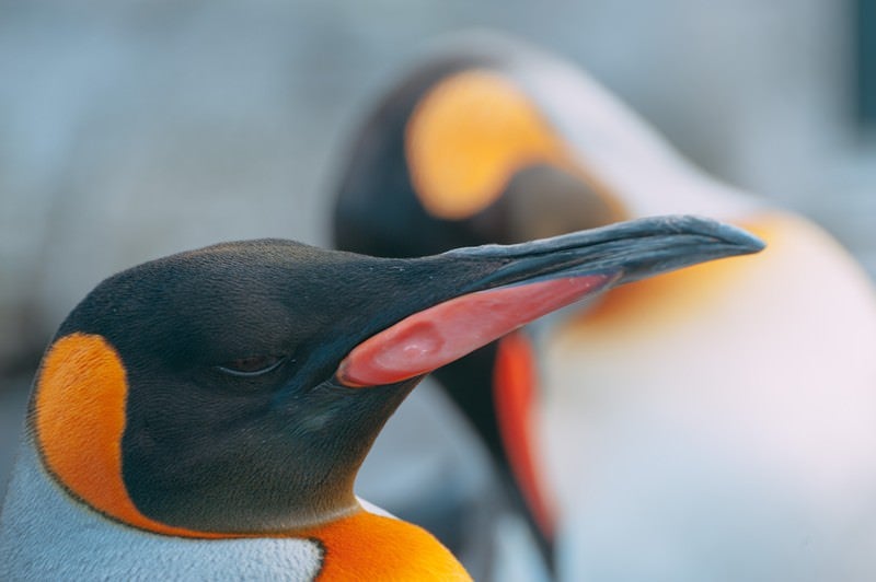 ペンギンのくちばしの写真